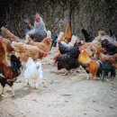 구구랜드 실키팜 이미지