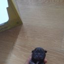 안리즈