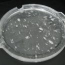 수정불고기 이미지