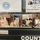 냥카페 묘연 이미지