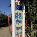 순이감귤
