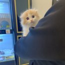 심쿵냥 고양이분양 | 송탄고양이분양 똘망이하일랜드폴드 분양후기