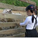 양아목장 이미지