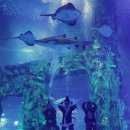 아쿠아리움 이미지