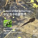 무당개구리올챙이 Tadpole of Red-bellied frog 이미지