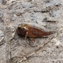 구름포해수욕장카라반 이미지