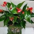 테크노 꽃나라 이미지