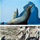 고래의꿈 이미지