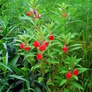 재스민향기 이미지