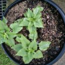 밤비노(소규모) 이미지