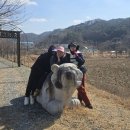사강로 Daum카페