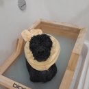 퍼피엔젤 반려동물 미용실 이미지