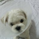 대호동물병원 이미지