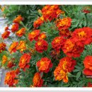 메리골드 이미지