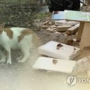 주정차단속-041 이미지