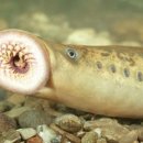 칠성장어 이미지