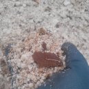 유황돼지 이미지