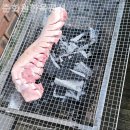 춘화원 일동펜션 | 일동면펜션 춘화원한옥펜션 자연이품어주는쉼터!