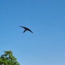 매화나무집 이미지