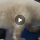 제주오름동물병원 이미지