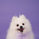 아이즈동물병원 이미지