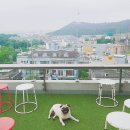 펫그라운드_해방촌 | 밀린일기 / k9 어부바가방 후기 / 이태원 마이스카이 / 해방촌 펫그라운드 / 이태원개과점 / 가로수길...