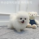 부산강아지분양 하이퍼피 이미지