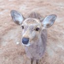 용담면 8587[48-11] | 일본 나라 사슴공원 당일치기 오사카 나라 여행