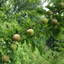 아멘농장 이미지