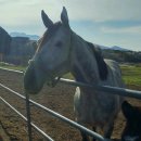 현수목장 이미지