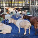 송동축사 이미지