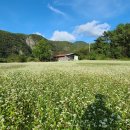 맹개마을 이미지