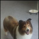 펫스타일 이미지