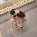 삐삐 펫살롱 이미지