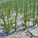 함초농장 이미지