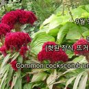 송박사의 꽃 이야기- 맨드라미 이미지