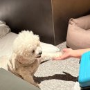 신선마트 식재재클럽 | 홍천소노펫 비발디파크 띵킹독과 플레이그라운드 강아지랑 다녀온 내돈내산 후기