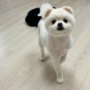 크리스타일 | [광주 쌍촌동] 재방문한 강아지🐶 미용 맛집 | 크리스타일 실장님 지정 미용 솔직후기