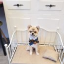 강아지 이발소 이미지