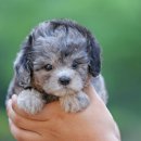 퍼피 비비드 강아지분양 하남미사본점 | 안녕하세요:) 하남 강아지 분양 퍼피 비비드 하남미사 본점입니다💗