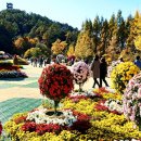 국화전시회 버스킹 문화공연 이미지