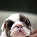 큐리애견 이미지