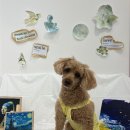 코지독하우스 이미지