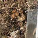 집에 한달째 골절된 길고양이가 있습니다 이미지