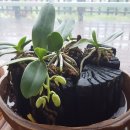 섬진강 레일바이크 이미지