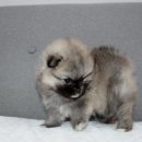 버디독 강아지분양 안심분양센터 김포점 이미지