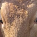 시골한우 이미지