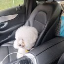 구피애견 | 애견호텔 일주일 굶던 예민견 아이들… 토프·라미 실제 케어 후기 첫날 사례 (호텔리어 재적응 사례)