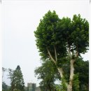 용천1(쌍천) 경로당 | [20160809]칠석도보 - 신촌역에서 안산바닥길-연희둘레길-홍제천-평화의공원-망원나들목까지 걷기
