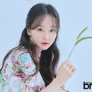 보떼로즈